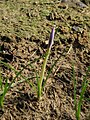 Crocus goulimyi opening