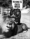 Der Löwe Clarence und Judy 1967