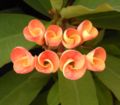 Euphorbia 'Siraya': Sich öffnende Knospen