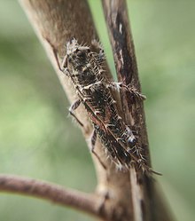 A bug sitting on top of a branch