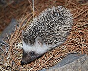 Gray and white hedgehog