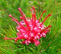 Grevillea 'Canberra Gem'