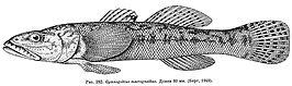 Gymnogobius macrognathos