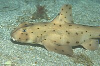 A wild horn shark