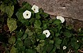 Ipomoea obscura