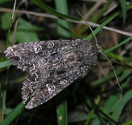 Káposzta-bagolylepke (Mamestra brassicae)