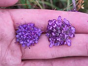 Flowerheads of Succisa pratensis, infected (right) and uninfected (left) with Peronospora violacea.