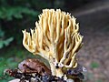 Ramaria flava