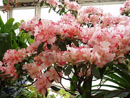 Rhododendron simsii