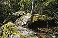 Felsen auf dem zugewachsenen Rossert-Gipfel