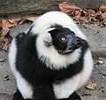 Fekete-fehér Madagaszkári vari (Varecia variegata)