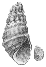 Semisulcospira gottschei