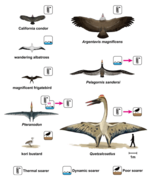 Several of the largest birds compared to large pterosaurs