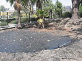 An open tar pit at La Brea Tar Pits.