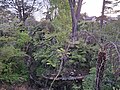 Wairaki Stream at Wairaki / Lynfield Reserve