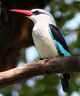 Türkiz halkapó (Halcyon senegalensis)