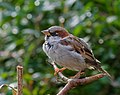 2016.08.21.-07-Mannheim Vogelstang--Haussperling-Maennchen.jpg