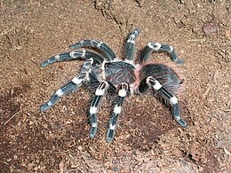 Acanthoscurria geniculata, a nem típusfaja