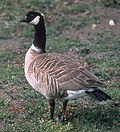 Zwergkanadagans (Branta hutchinsii)