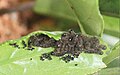 Third instar larvae