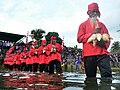 Prosesi pengantaran telur maleo