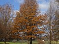 Remaining autumn colors in December