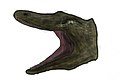 Burkesuchus