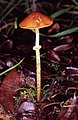 !!!Conocybe filaris sin. Pholiotina filaris!!!