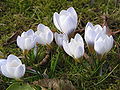 Crocus 'Blue Pearl'