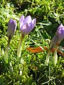 Crocus etruscus 'Zwanenburg'