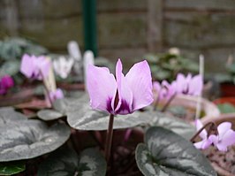 Cyclamen elegans