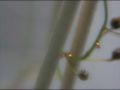 Nichtdrüsige Emergenzen als „Lichterkette“ am Blütenstand von Drosera hartmeyerorum