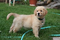 A Golden Retriever puppy