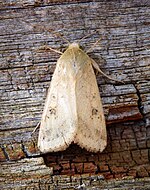 Heliothis nubigera – Oberseite