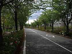 Sakura Street