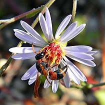 Mason wasp on flower head