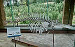 Andrew's beaked whale (skeleton)