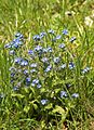 anderes Vergissmeinnicht (Myosotis ???)