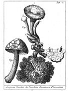 Nova plantarum genera, tab. 71. (1729)