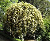 R. banksiae 'Lutea'