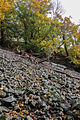 Basaltblockfeld am Hangbergeich des Berges