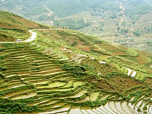 Terraced fields in Sa Pa.