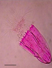 Light microscopy image of the undescribed species of Spinoloricus that lives in an anoxic environment (Stained with Rose Bengal). Scale bar is 50 μm.