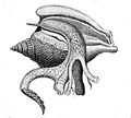 Morphology of Strombus canarium, by G. W. Tryon