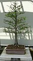 Taxodium distichum bonsai