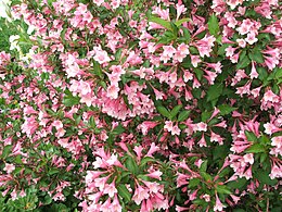 Kínai rózsalonc (Weigela florida)