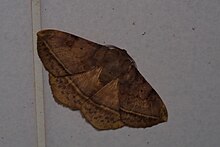 Species specimen. Brown moth.