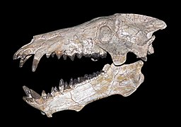 Archaeotherium mortoni'nin kafatası