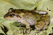 An olive-brown frog with dark stripes on its limbs and face sitting on a leaf