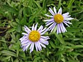 Symphyotrichum foliaceum